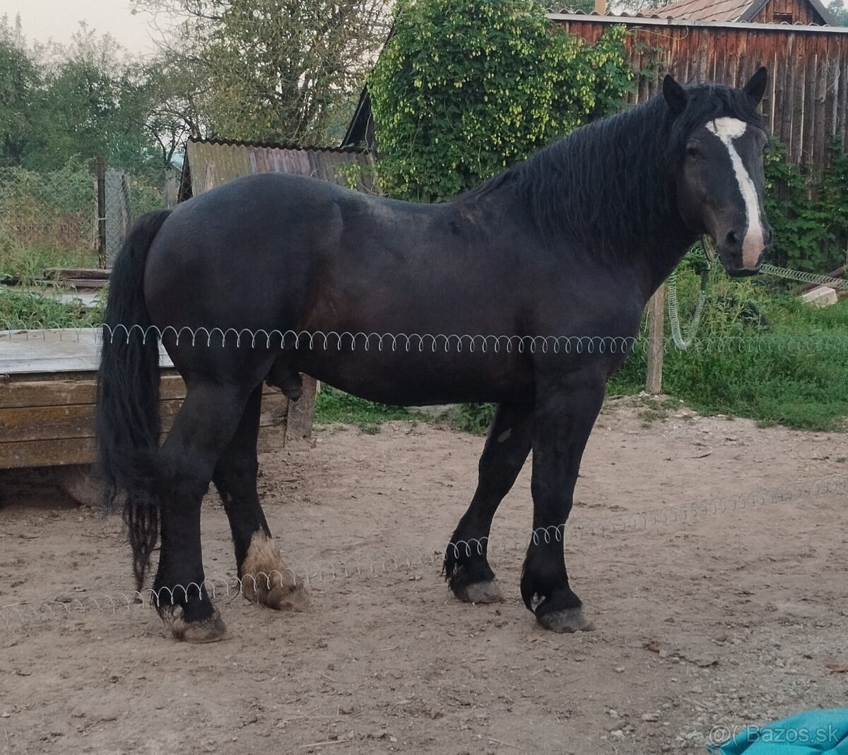 Predám ťažného koňa