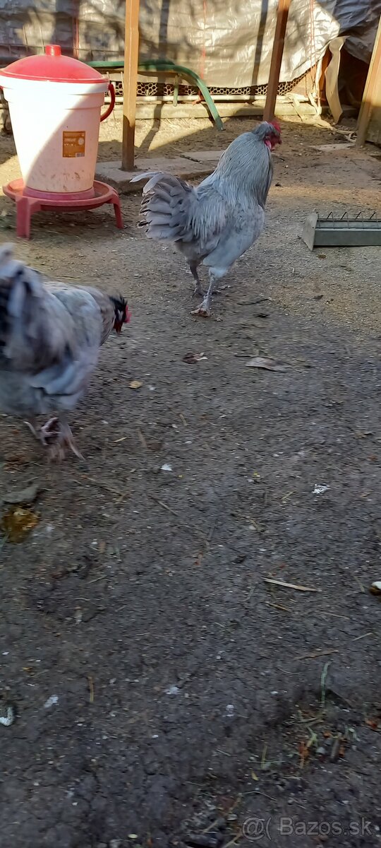Araucana levander