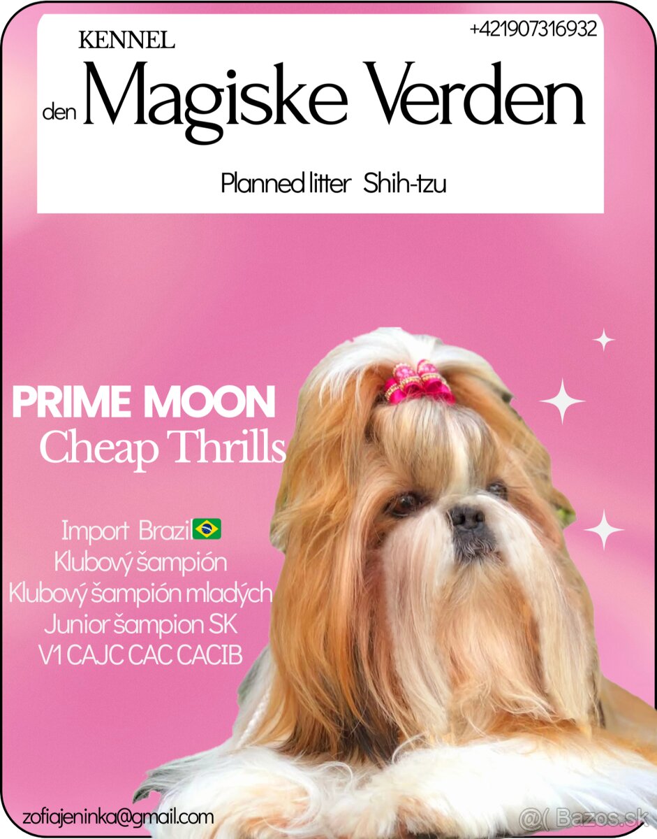 Shih-tzu s PP (šicu, shihtzu, shih tzu )