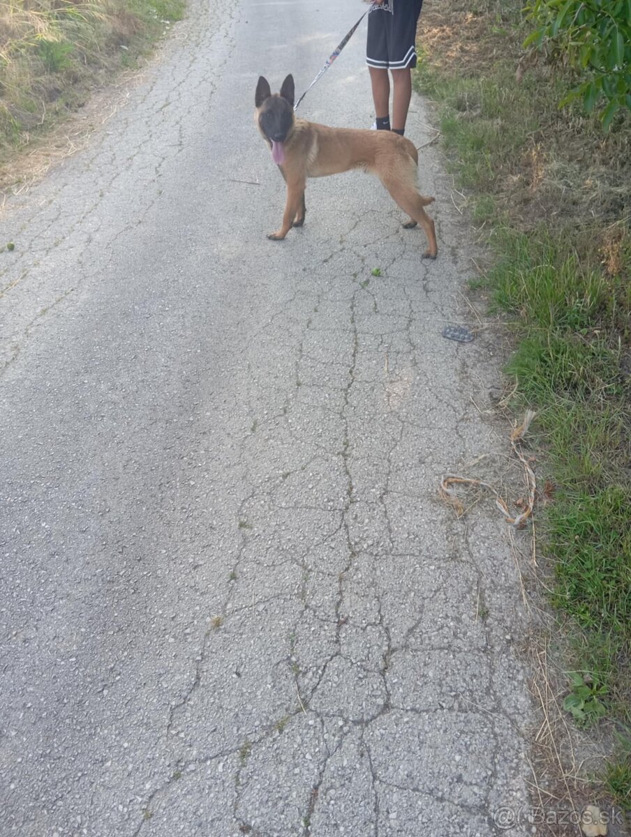 Belgicky ovčiak Malinois