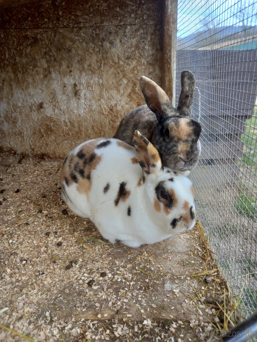 Trpazlici rex
