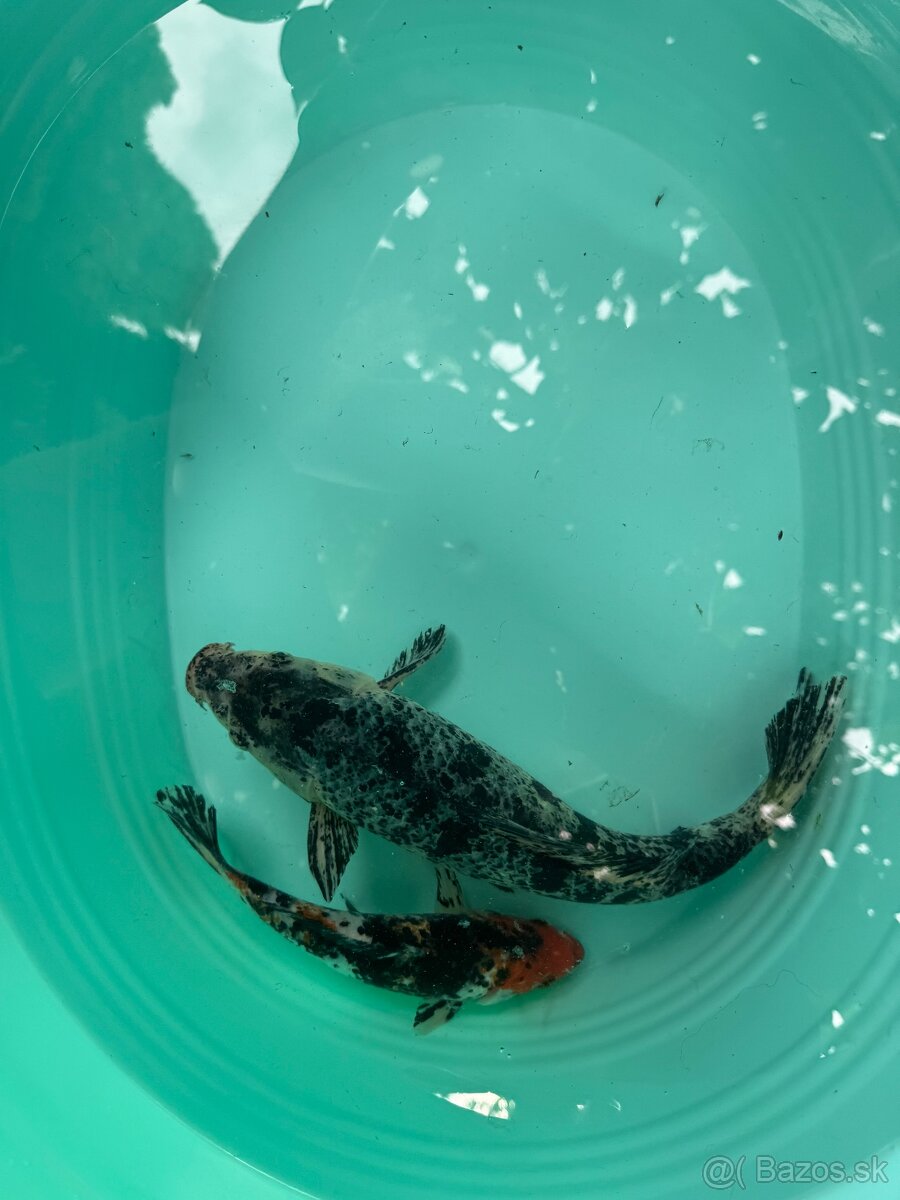 Koi kapre