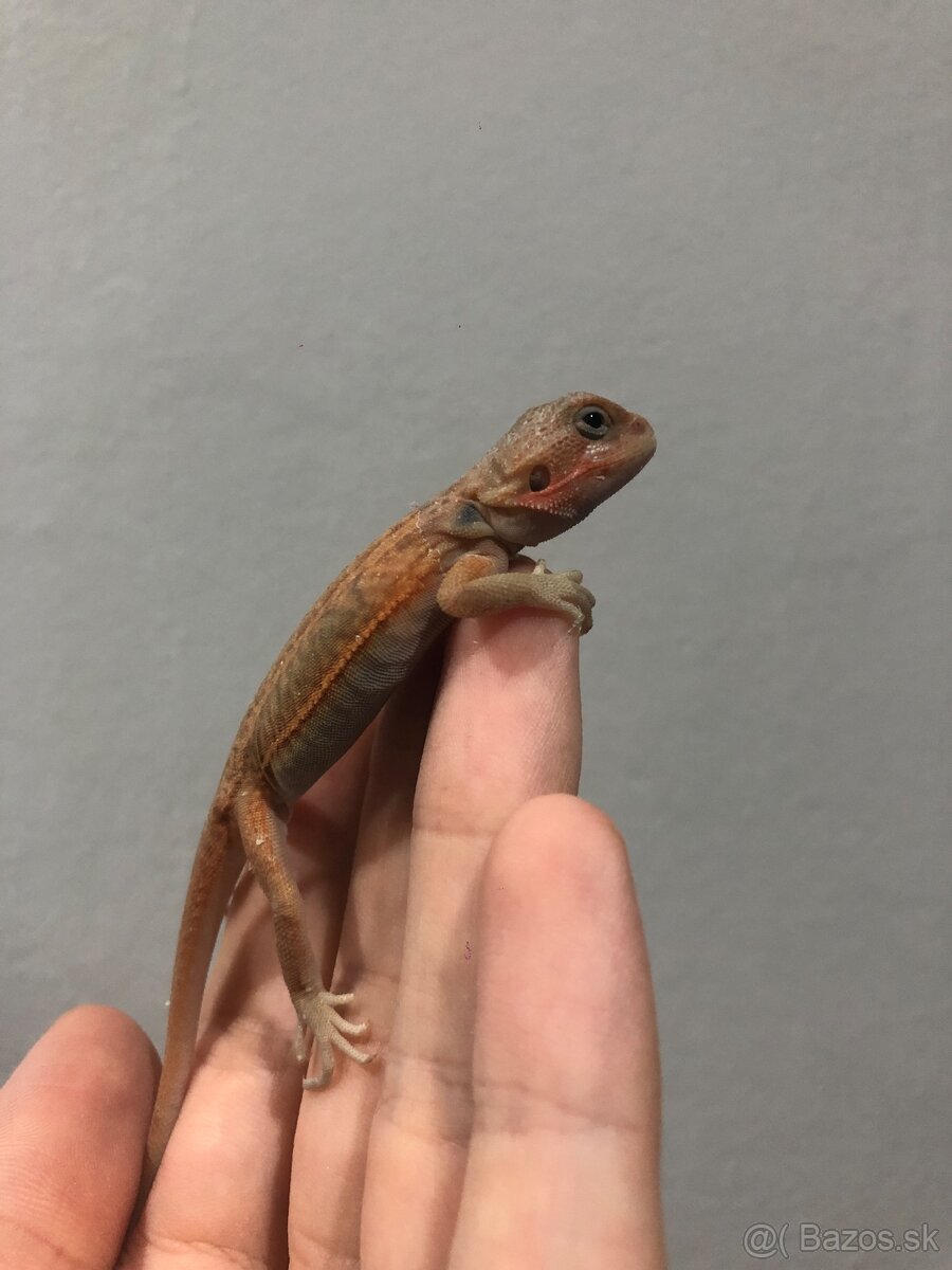 Agama bradata Hypo Trans Leatherback het Zero