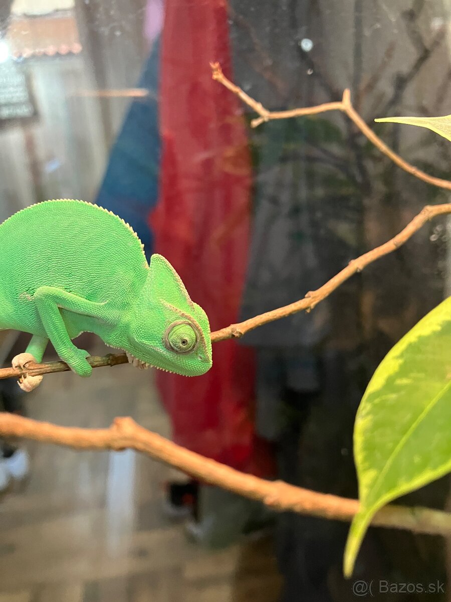 Chameleón jemenský