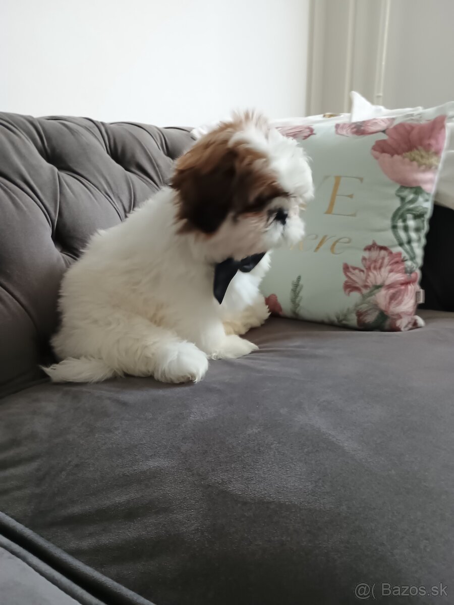 Shih tzu