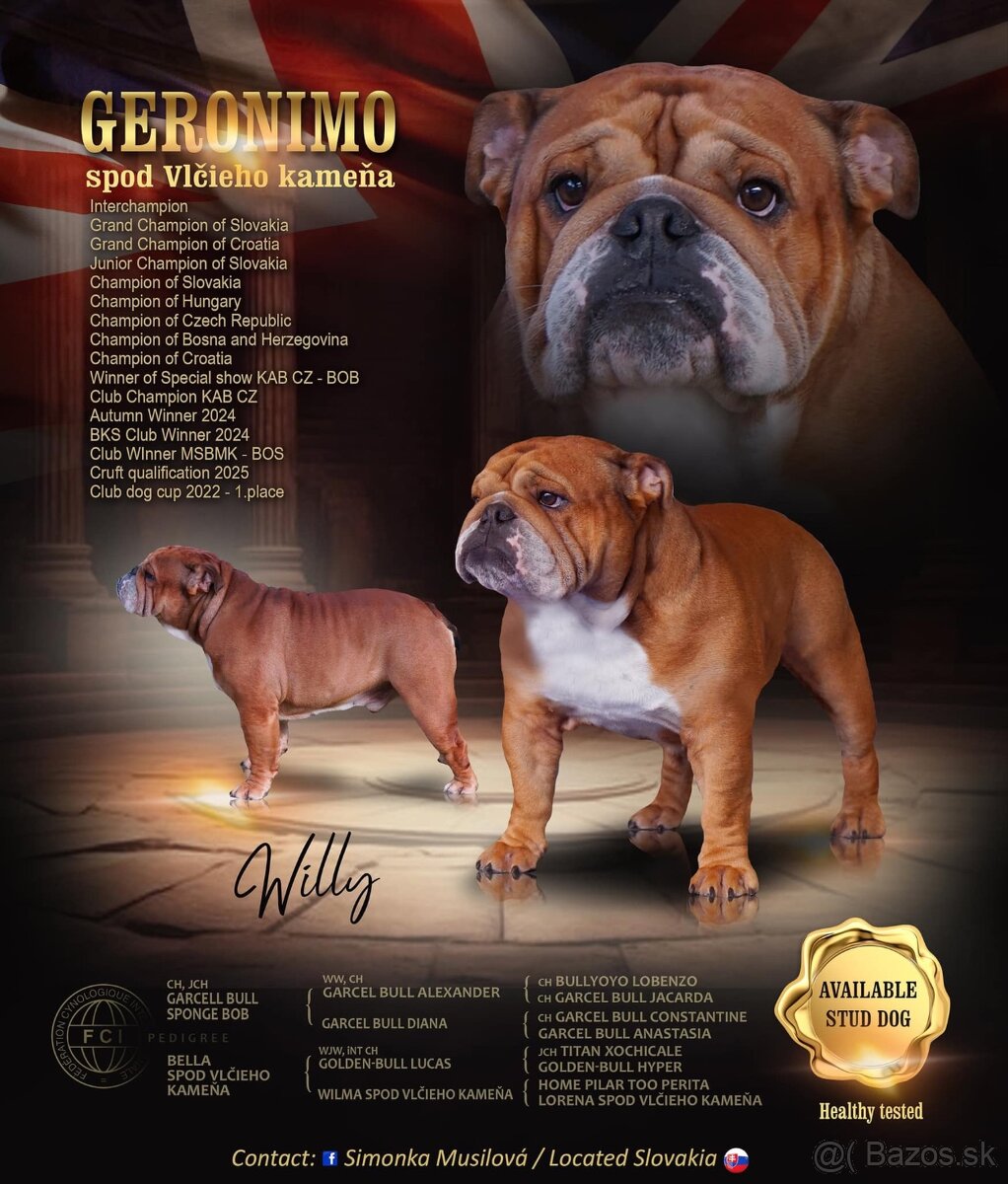 Anglicky Bulldog s PP na KRYTIE, buldog, Buldok ,