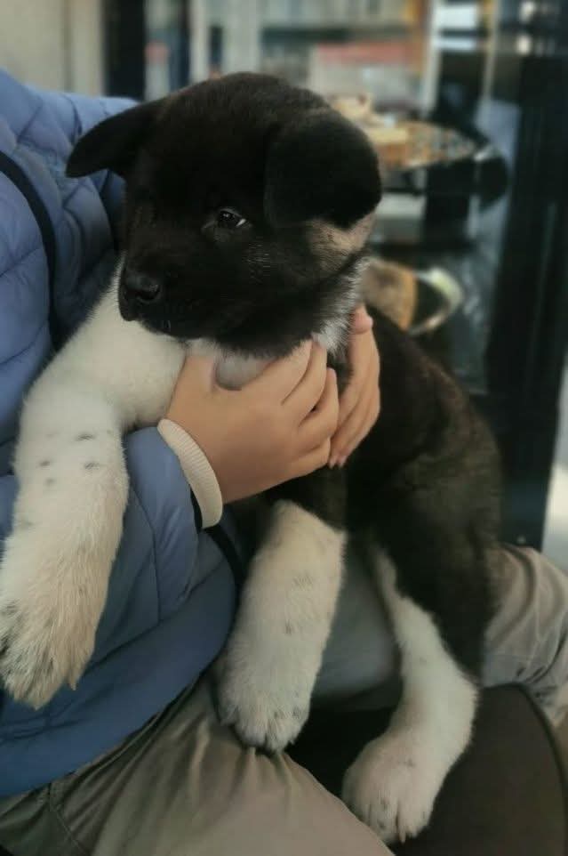 Šteniatko Americká Akita