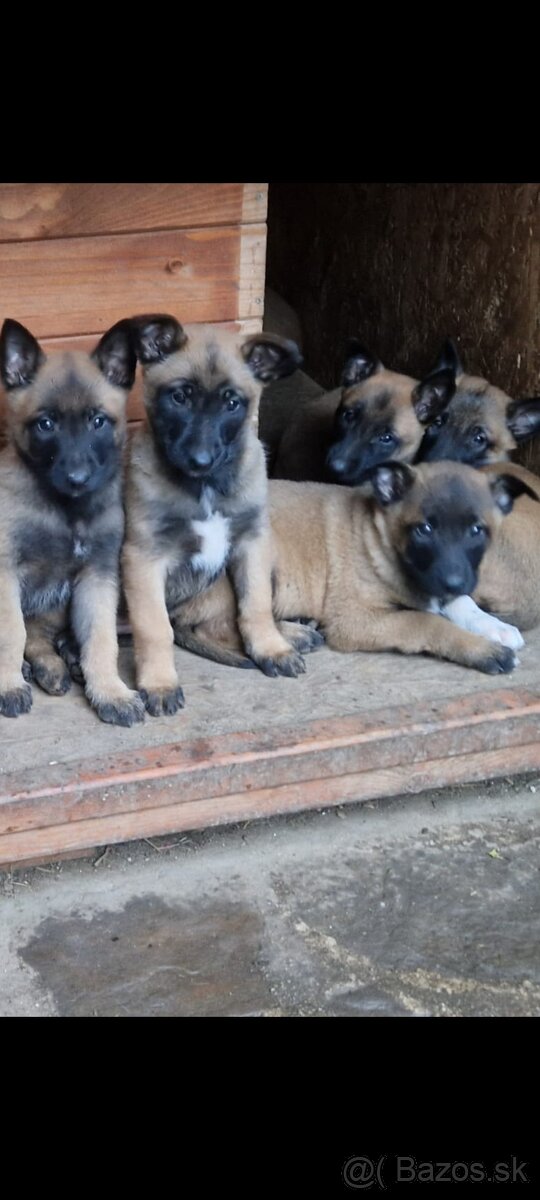 Belgický ovčiak malinois