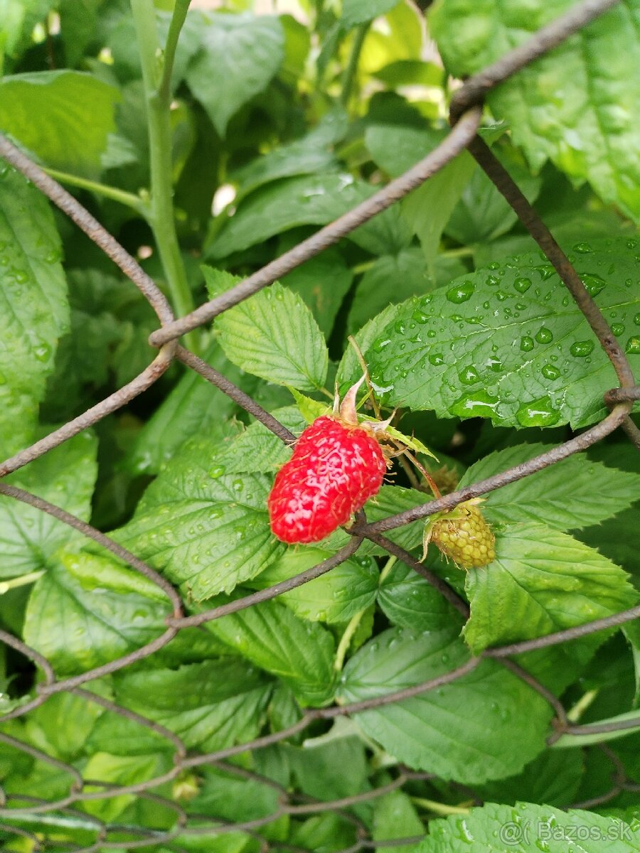 Maliny celoročné v kvetináči