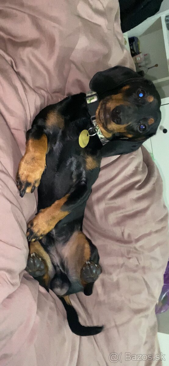 Jazvečík na krytie