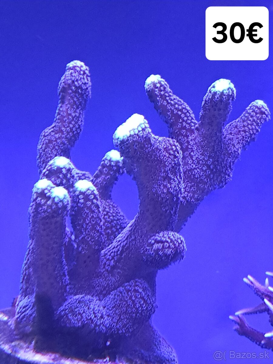 Morské korále