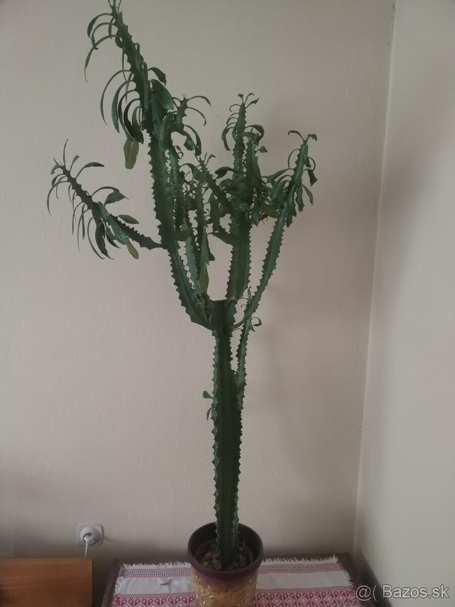 Euphorbia trigona