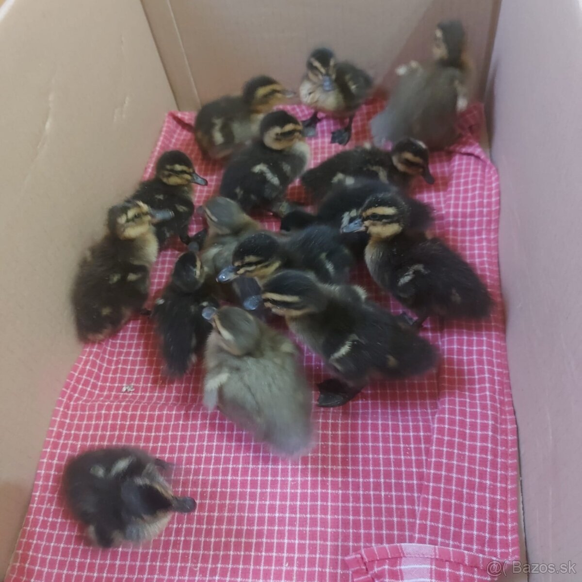 Nasadove vajcia ruanska kačica