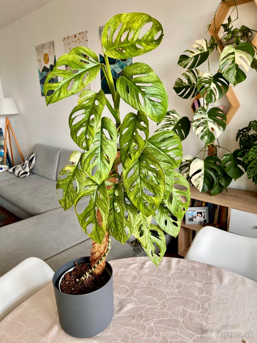 Monstera Adansonii Mint