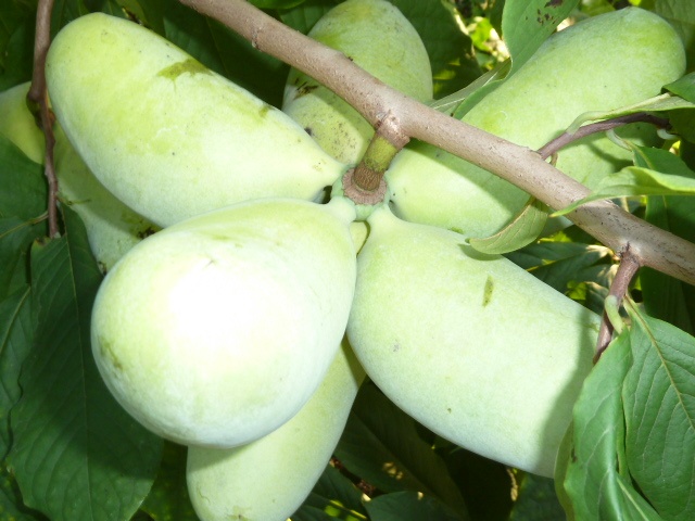 Asimina triloba