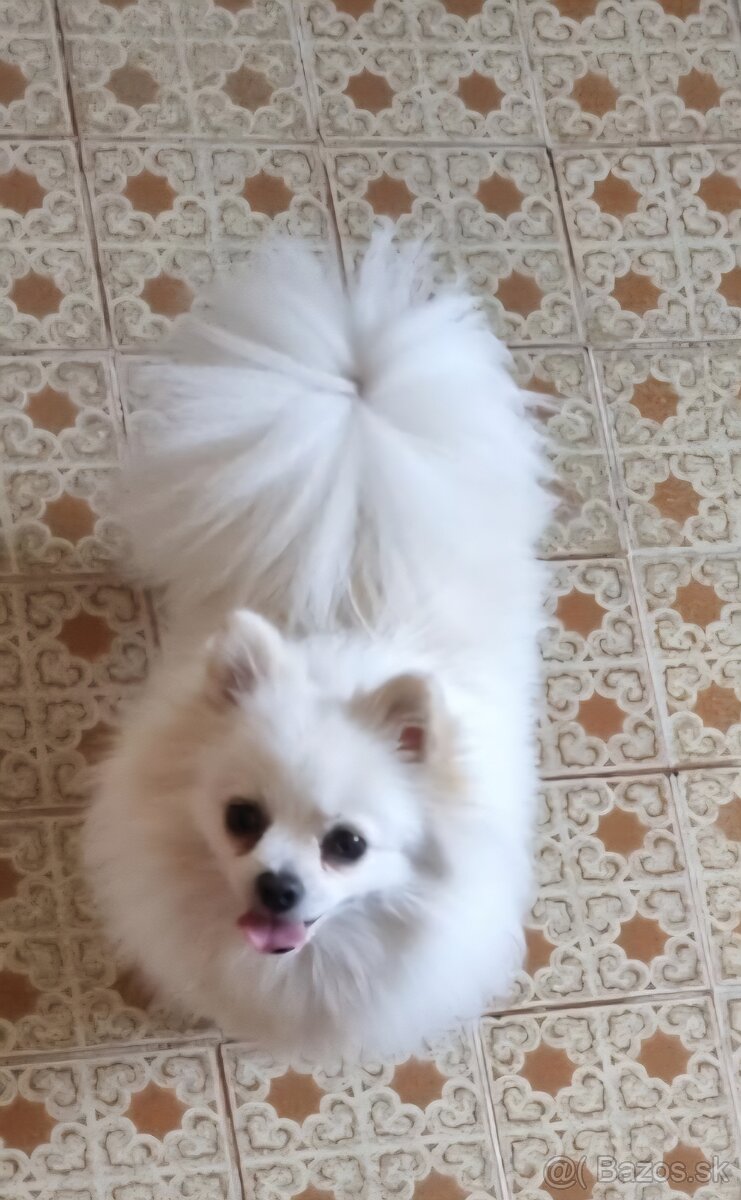 Pomerainan - sučka