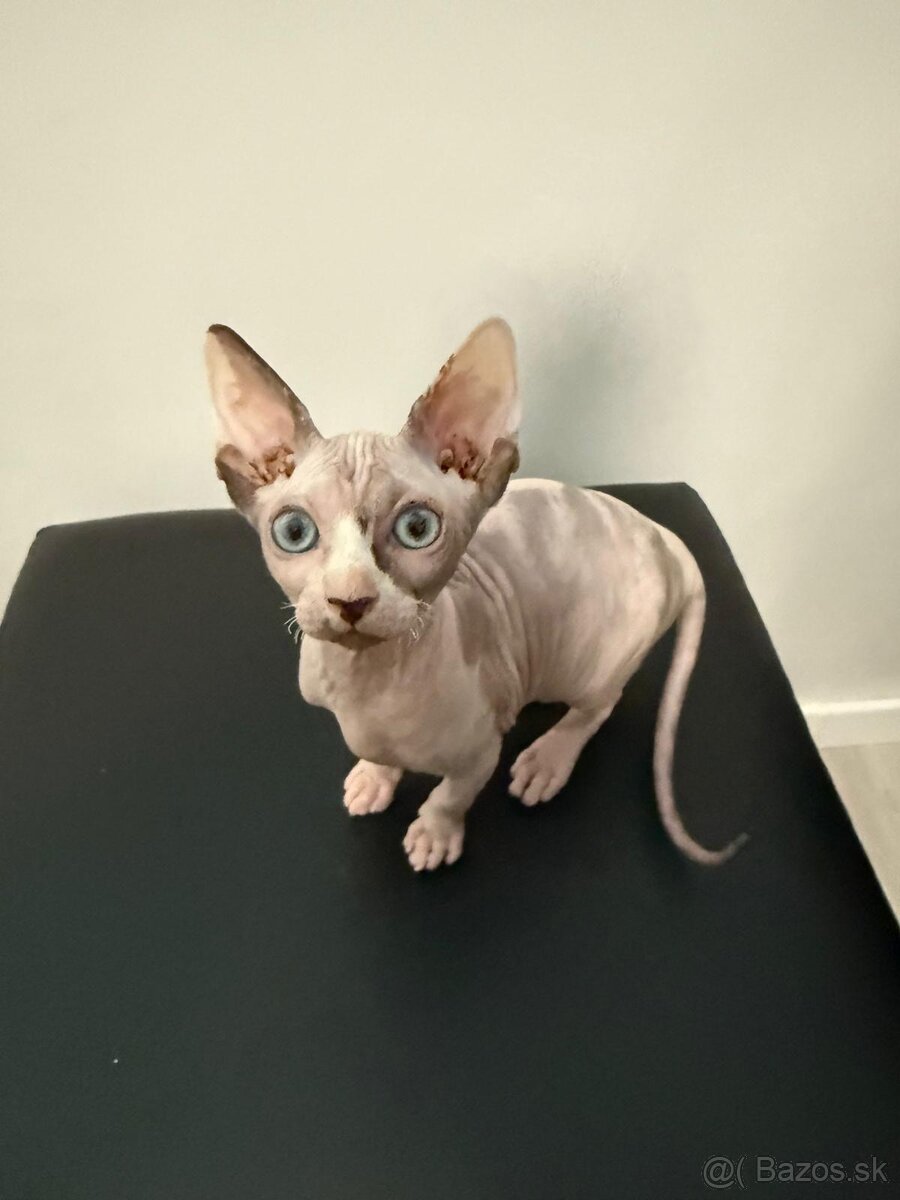 Don Sphynx