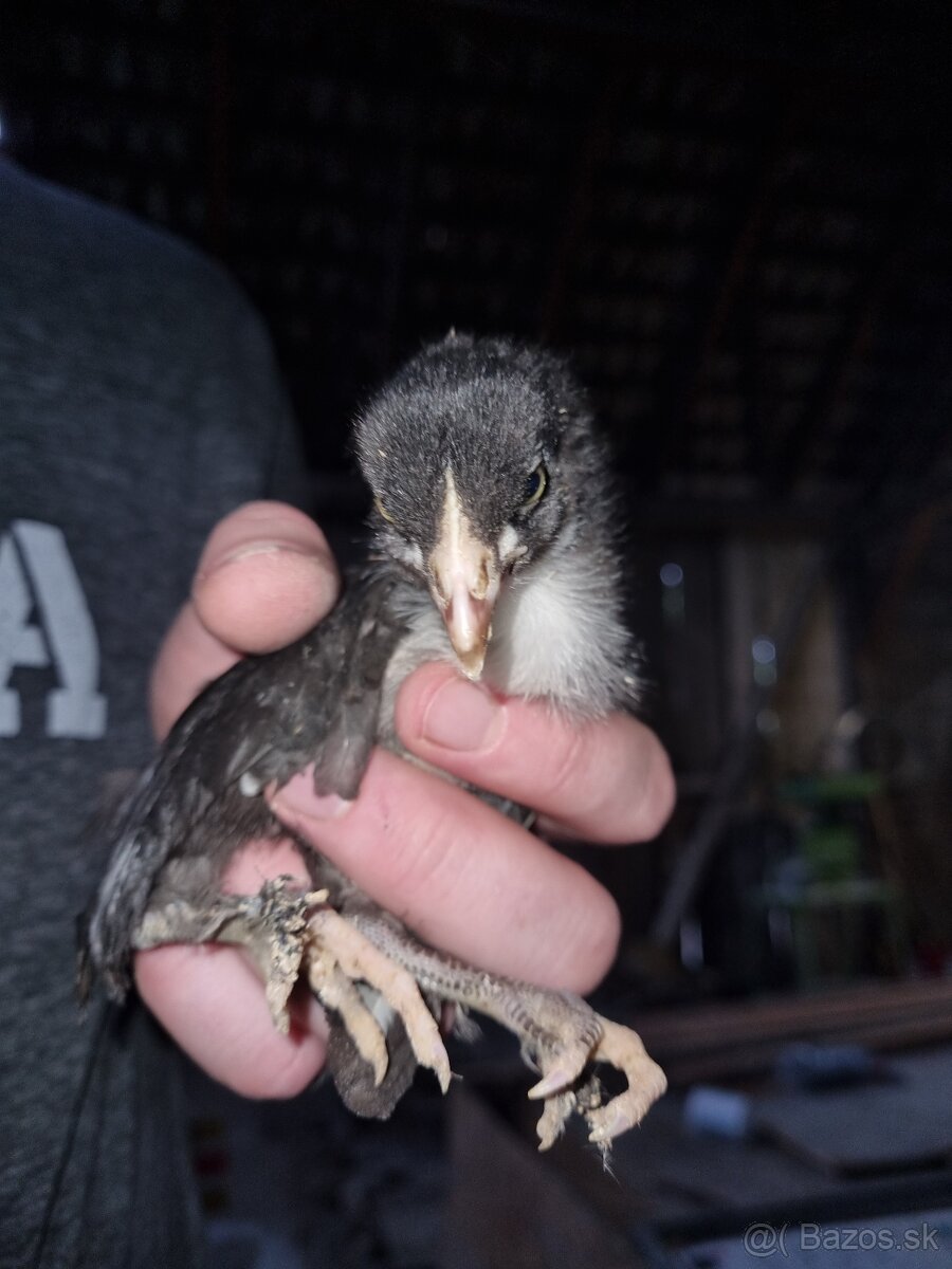 Kuriatka marans