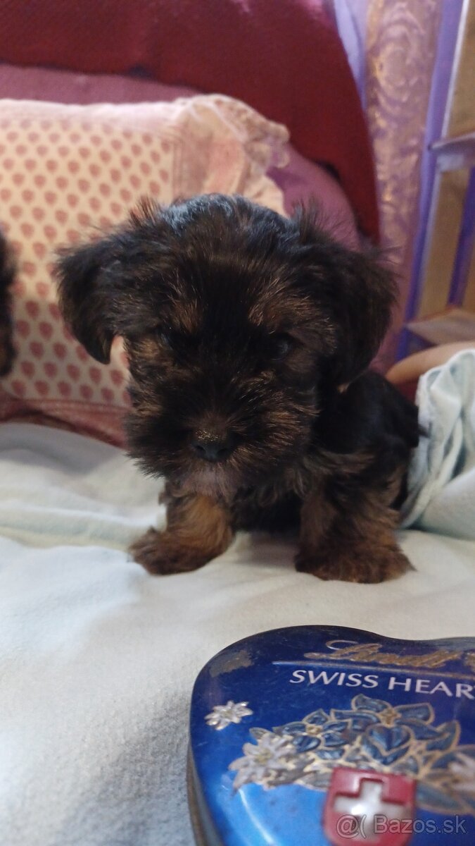 Yorky