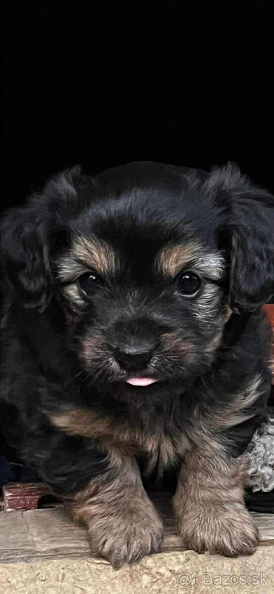 Jazvečík, yorkshire, šteniatka