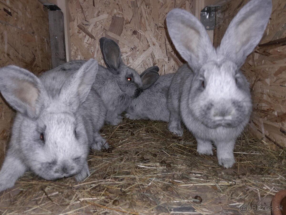 Predám králiky.