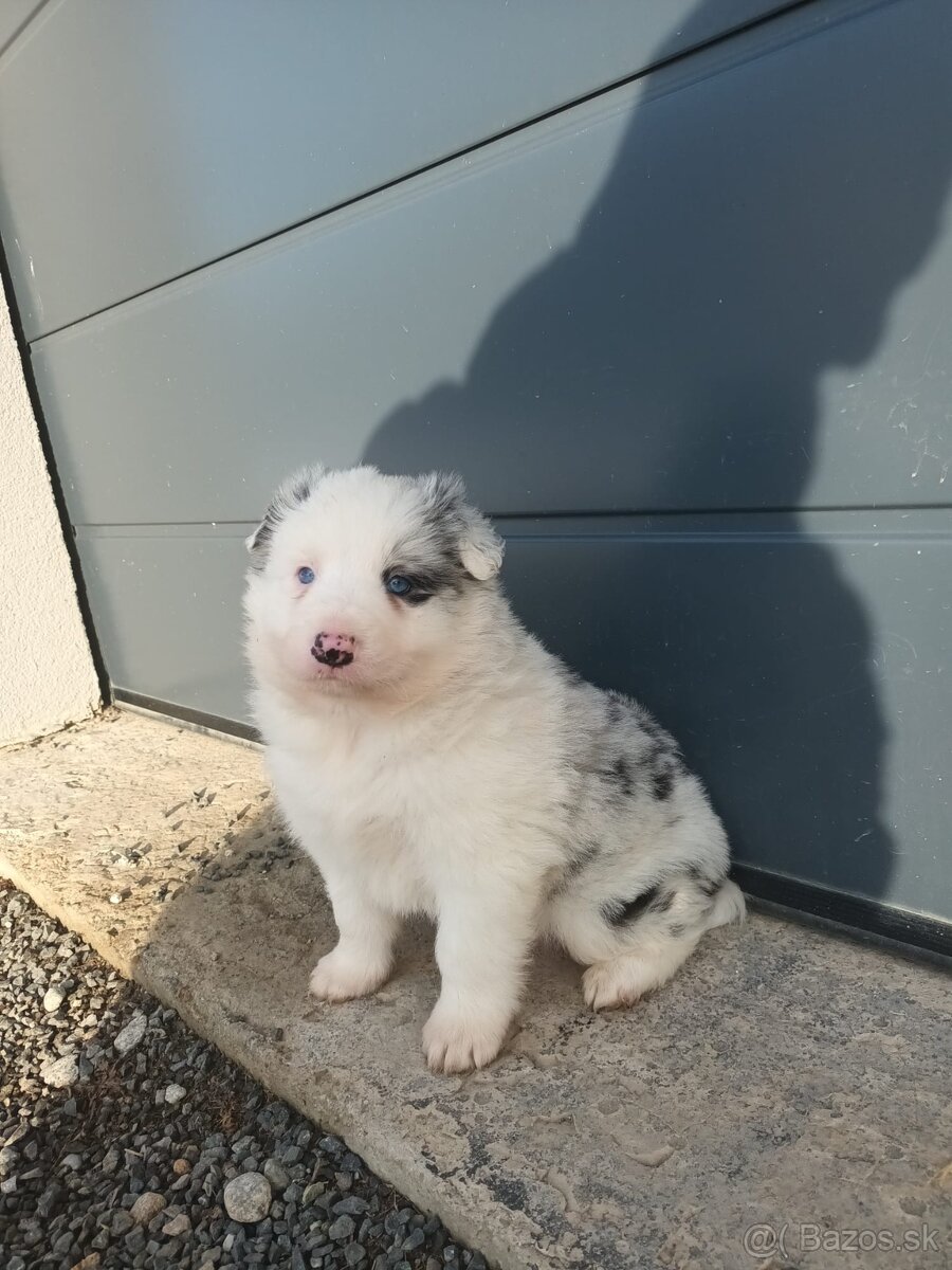 Šteniatka border kólia