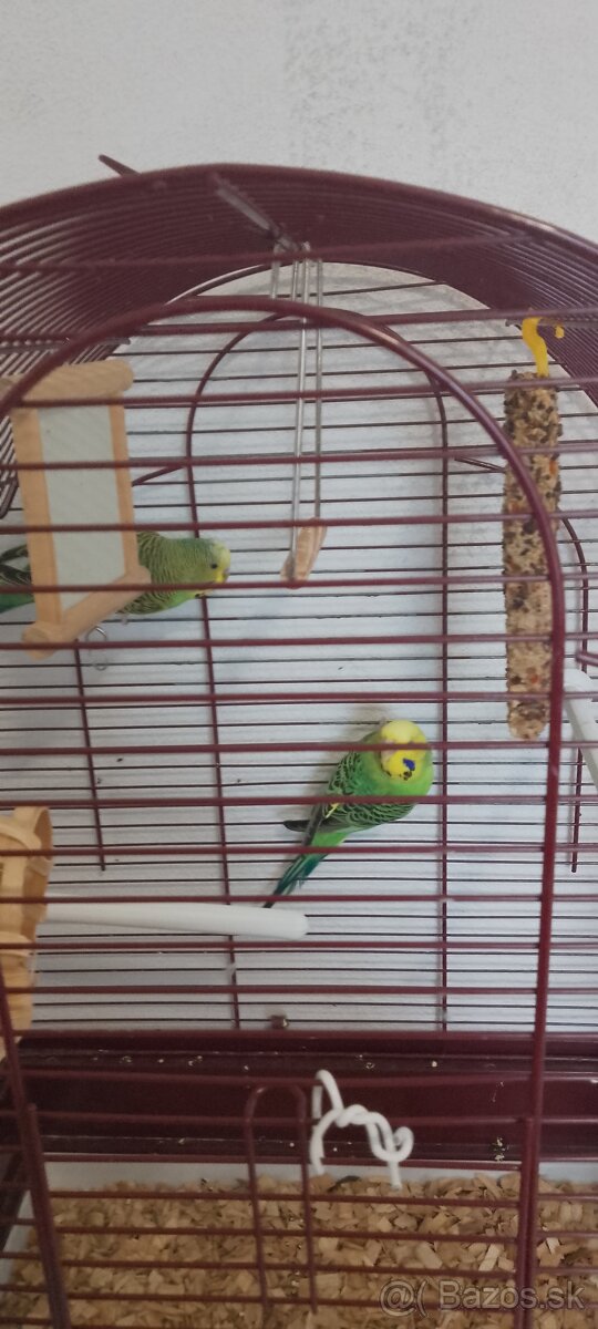 predám zelené andulky pár