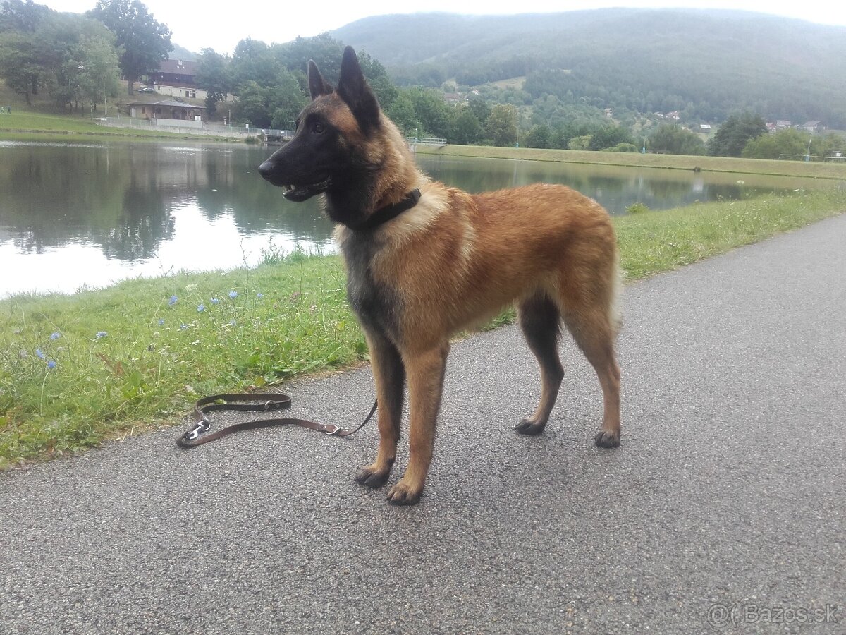 Belgicky ovčiak Malinois na Krytie