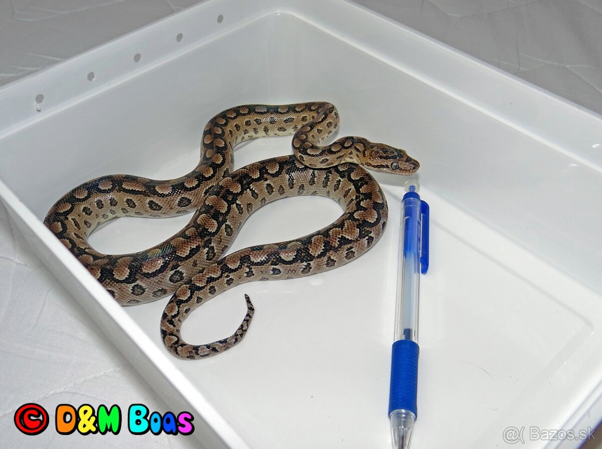 Epicrates cenchria alvarezi - Argentine Rainbow Boa