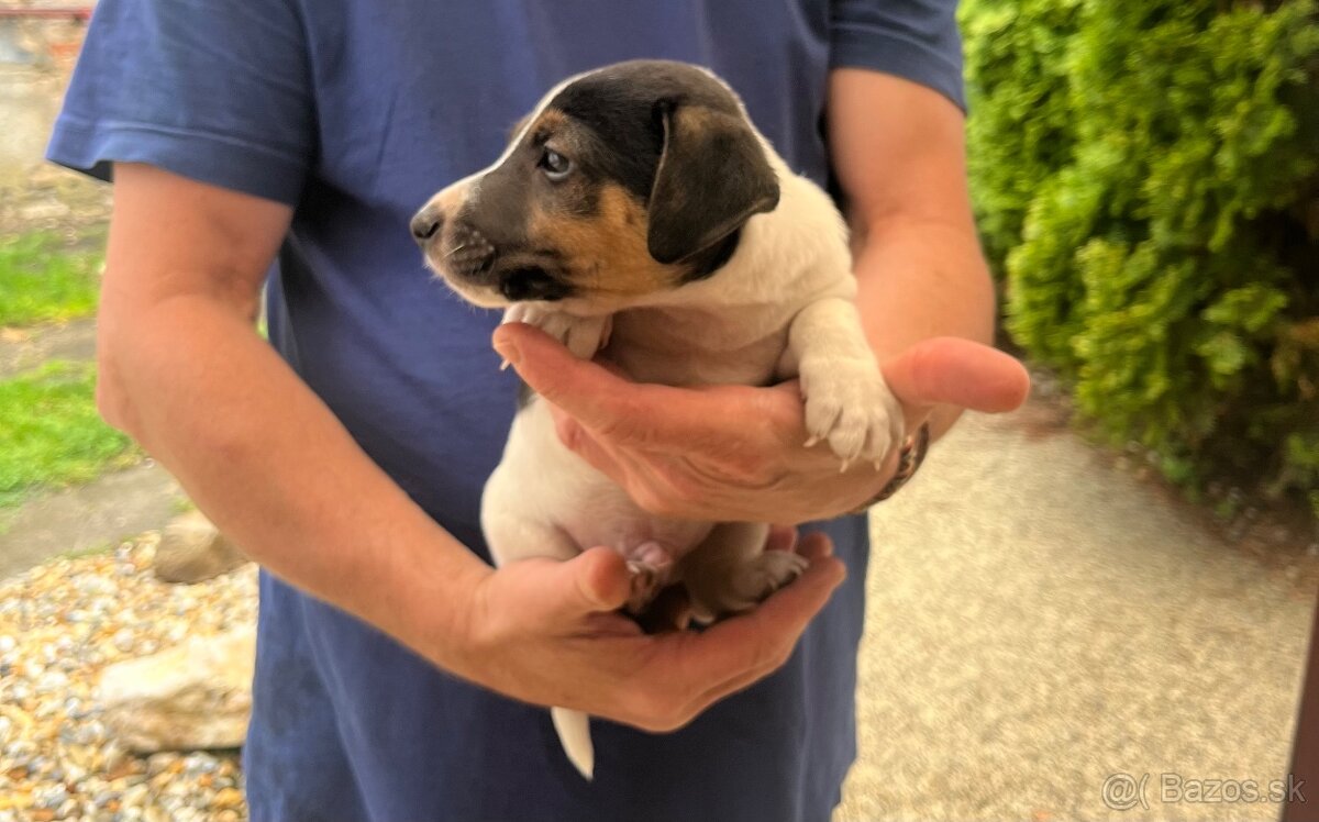 Tricolor Jack Rusell Terrier
