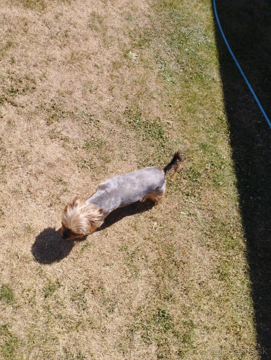 Šteniatka Yorkshire