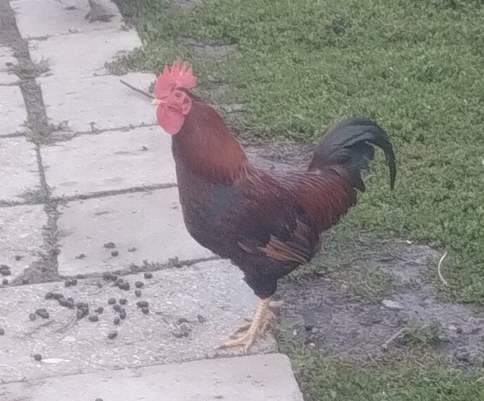 Čistokrvný kohút Velsumka