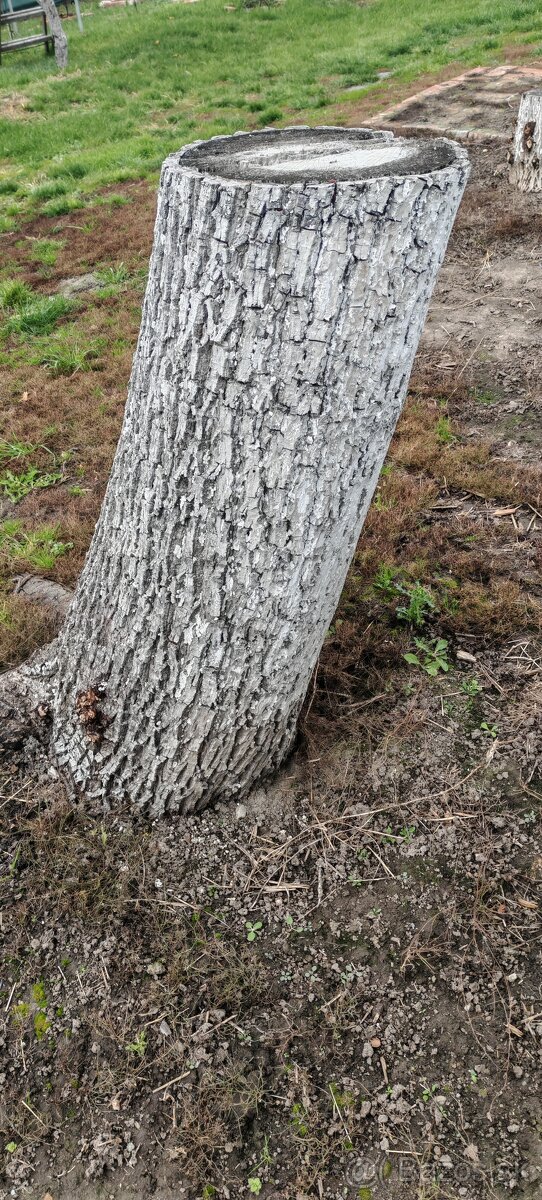 Orechový kmen
