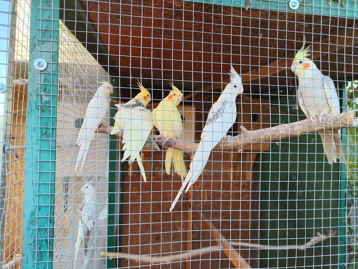 Kúpim - Korela chocholatá