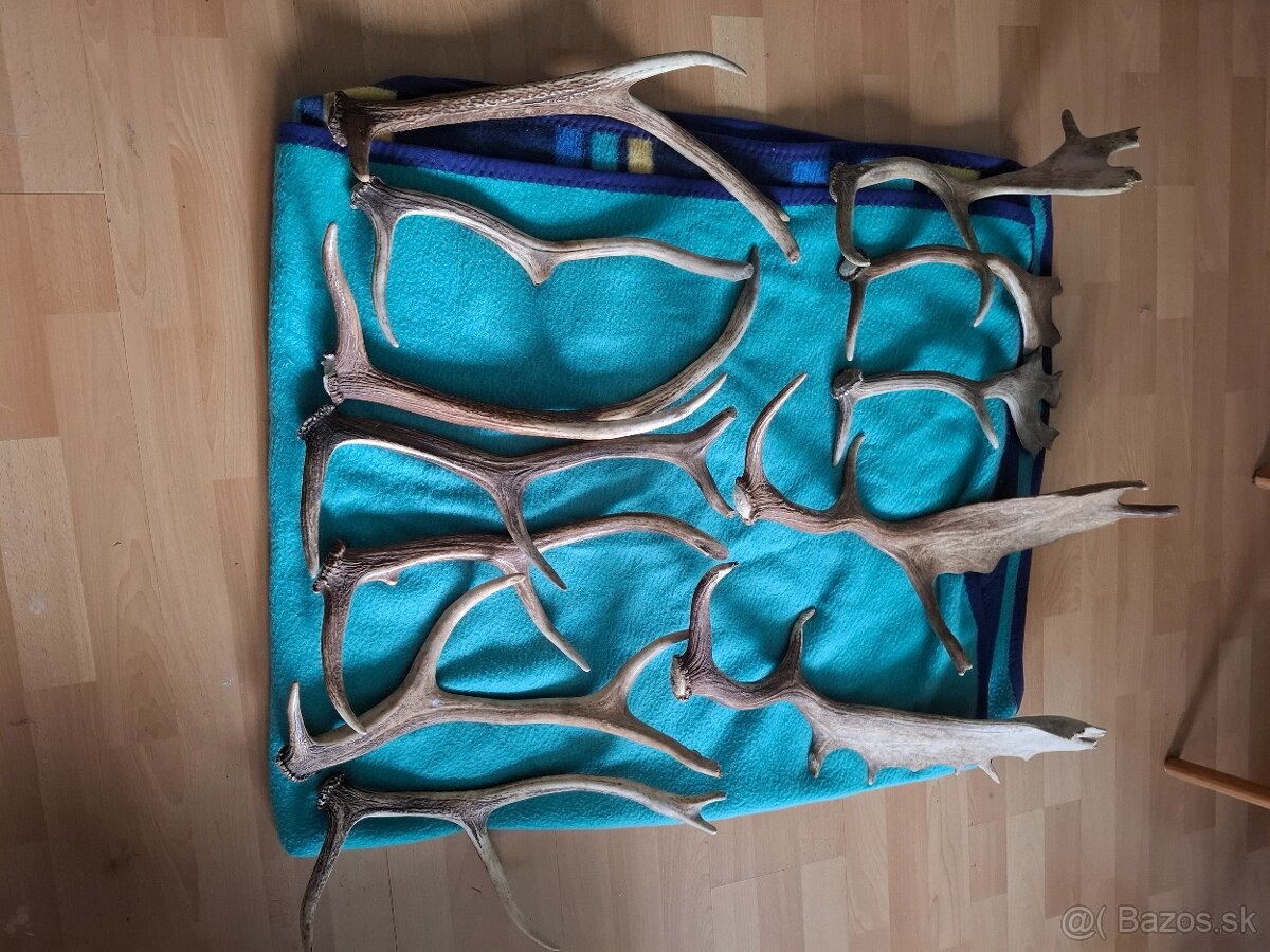 Jelenie a Danielie parožie