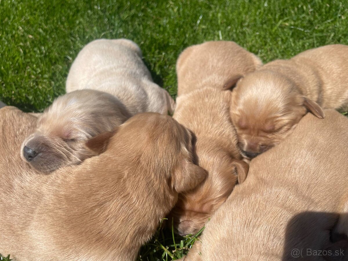 Zlatý Retriever