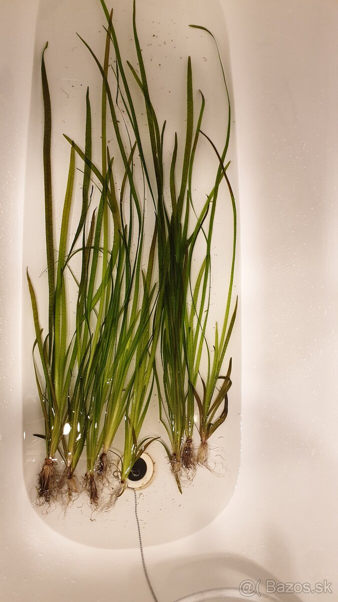 Vallisneria spiralis red