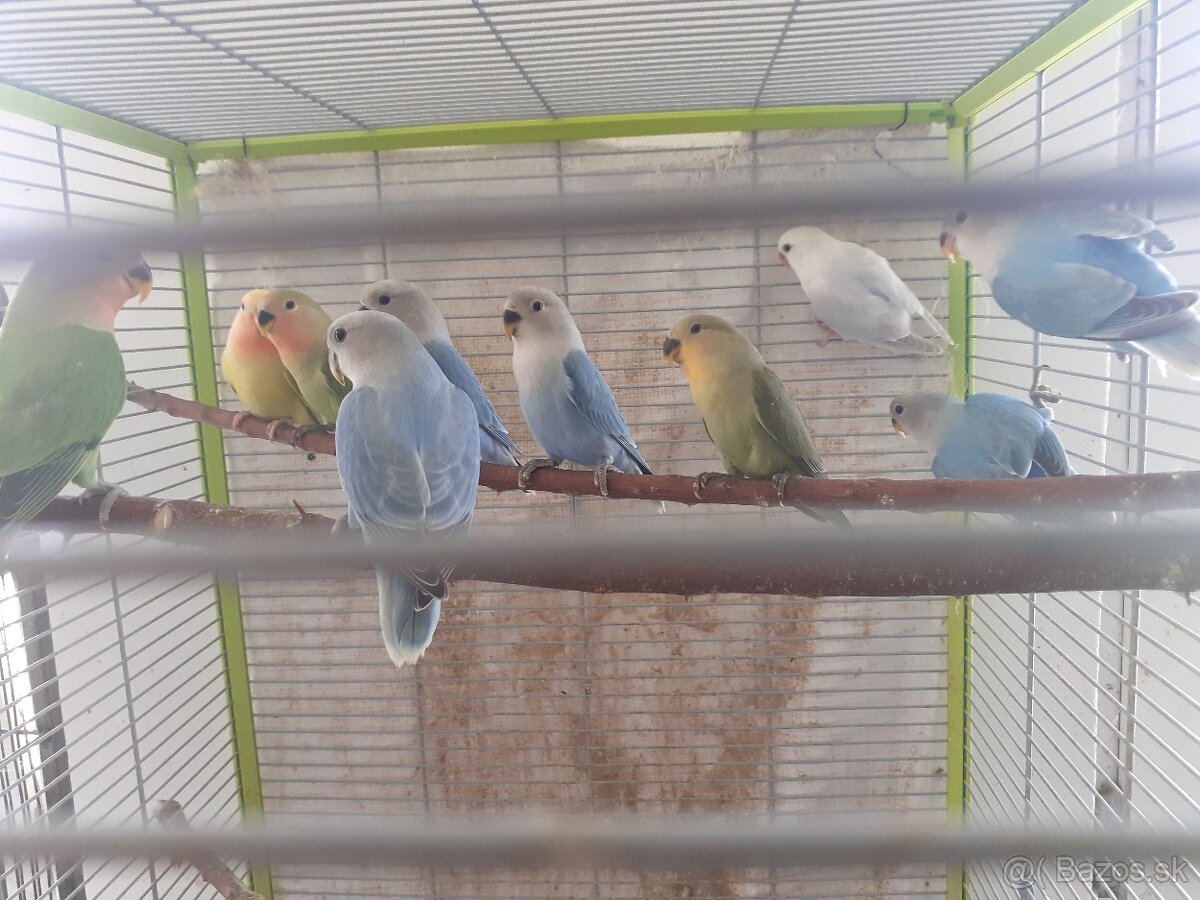 Agapornis ružovohrdly