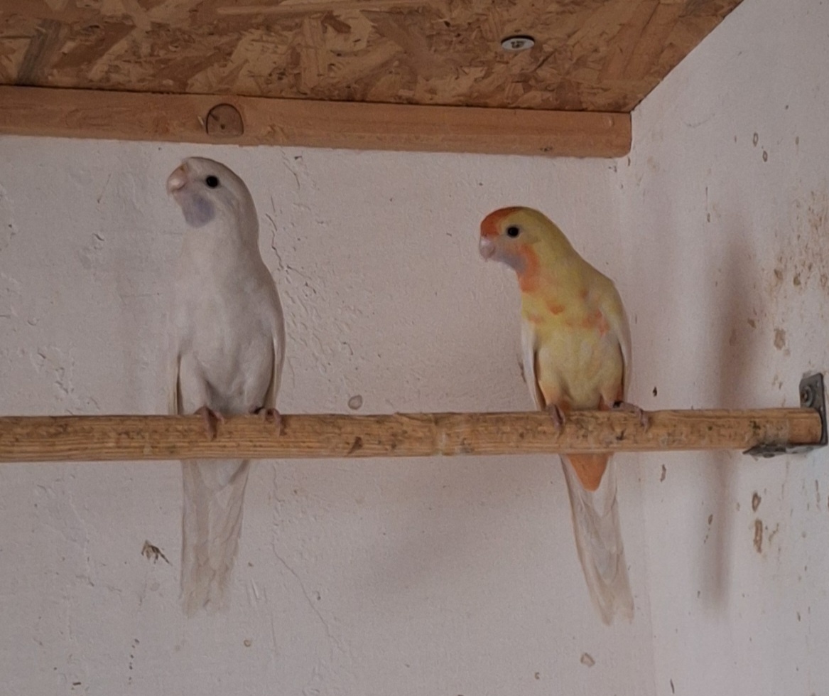 Predam orange zlaty pastel