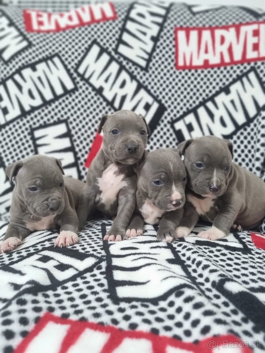 Americký stafordšírsky teriér