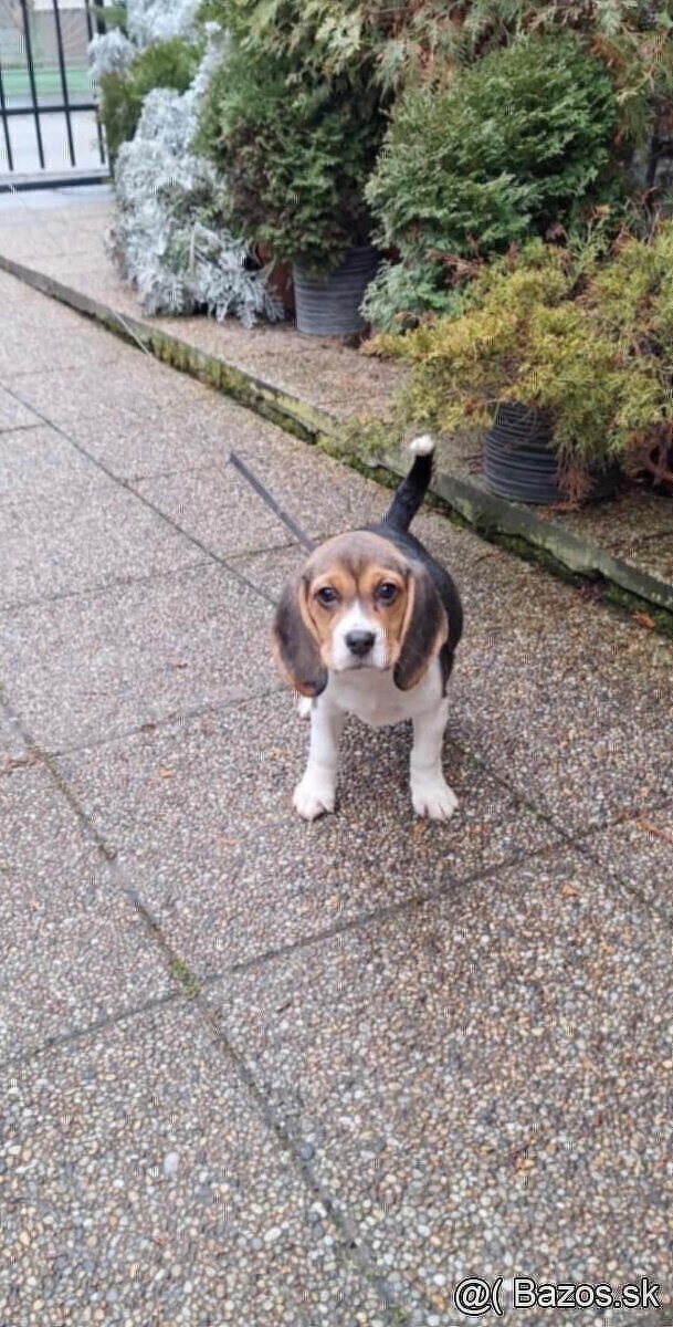 Beagle, Bígel, bígl