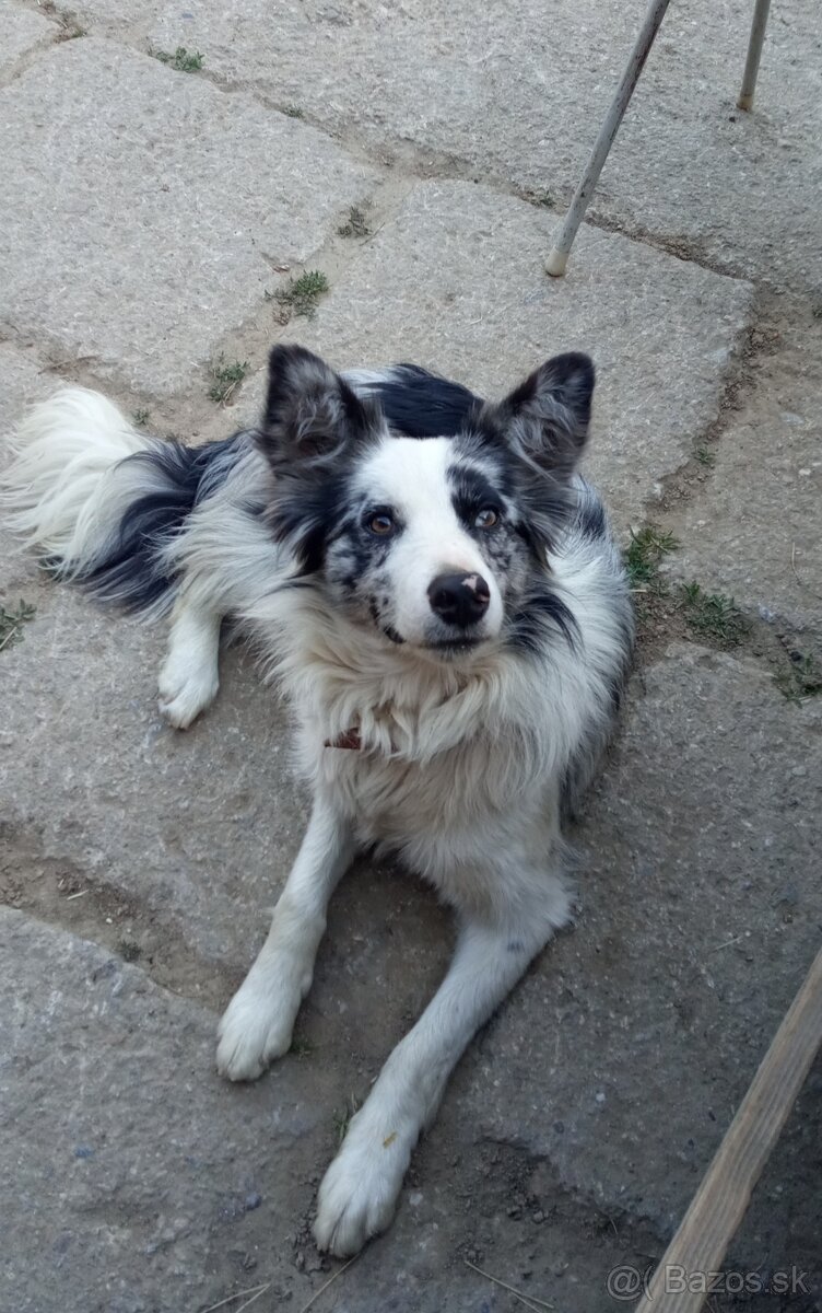 Border kolia-blue merle
