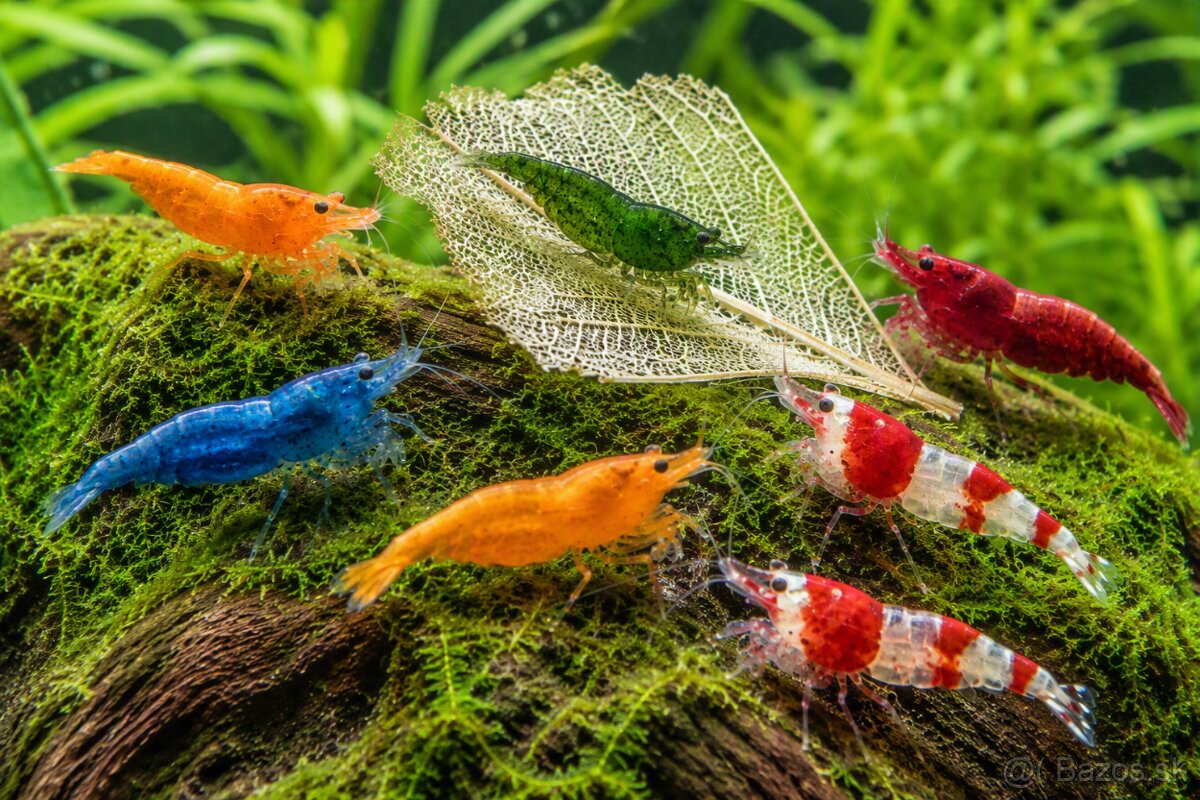 KREVETKY NEOCARIDINA