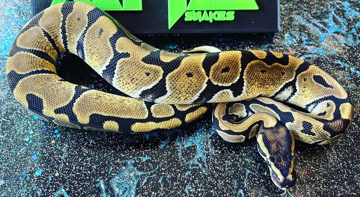 Predám samicu Python regius enchi