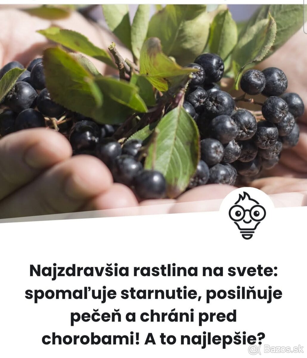 ARONIA- PLODY