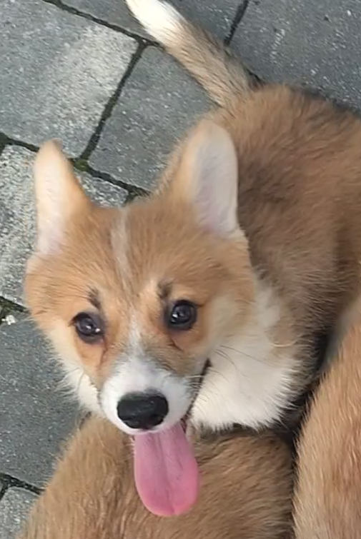 Welsh Corgi Pembroke