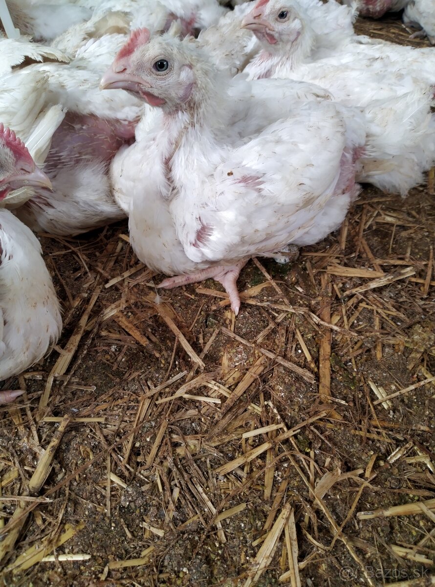 Brojlerove kurčatá