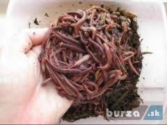 Predam Kalifornské Dážďovky 350ks len za 10€