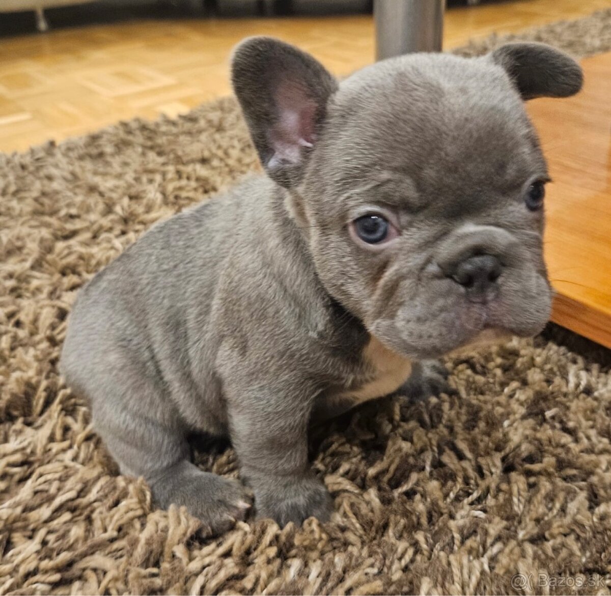 Francúzsky buldoček