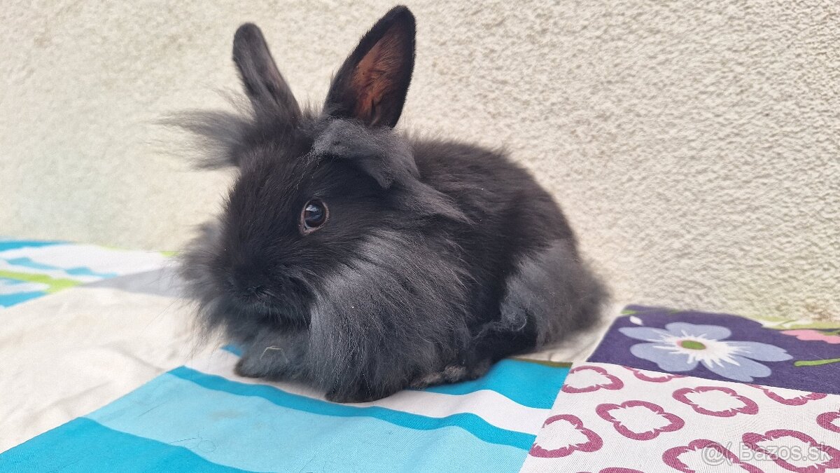 Zakrslý králik,zakrsly zajačik,zdrobneny zajačik